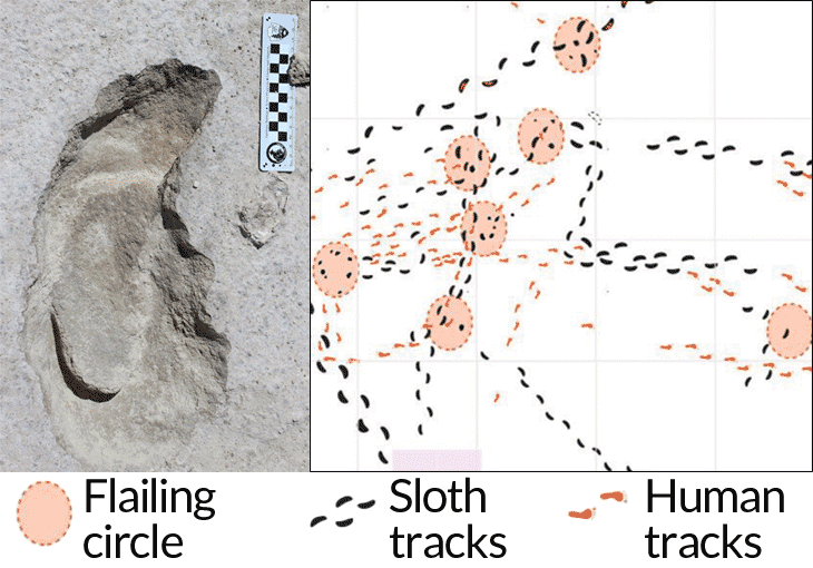 human and giant sloth footprints