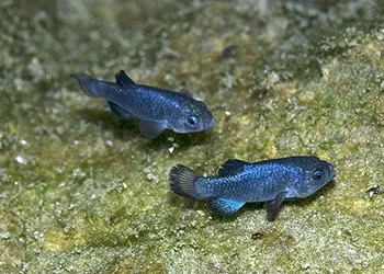 Devil’s Hole pupfish