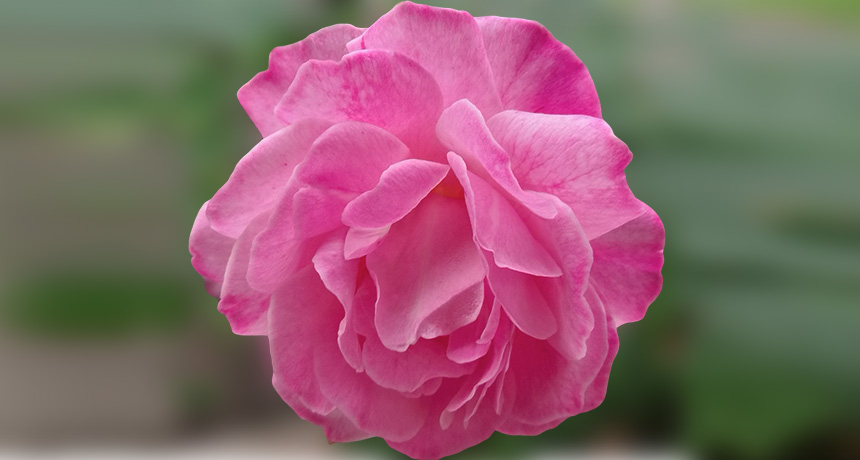 heirloom rose called Old Blush