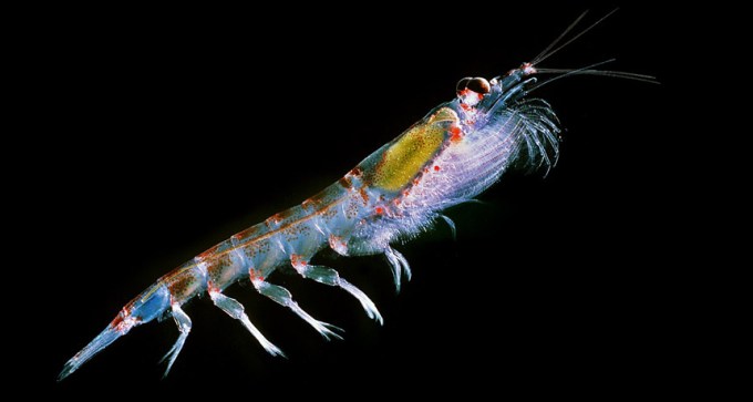 krill