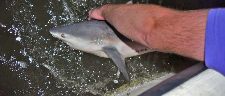 baby bull shark