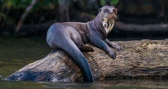 giant otter