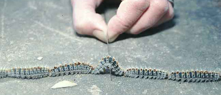 pine processionary moths