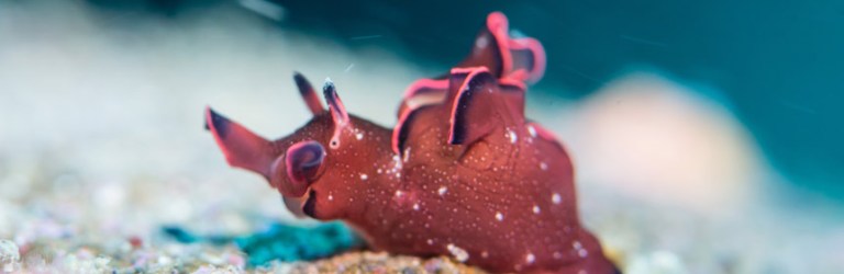 sea slug