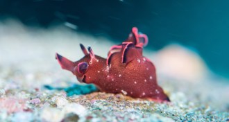 sea slug