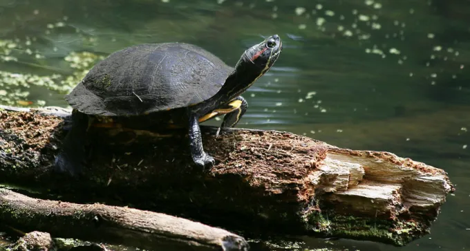 red-eared slider turtle