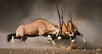 gemsbok fighting