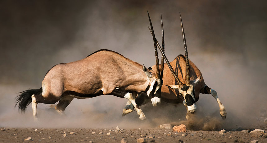 gemsbok fighting