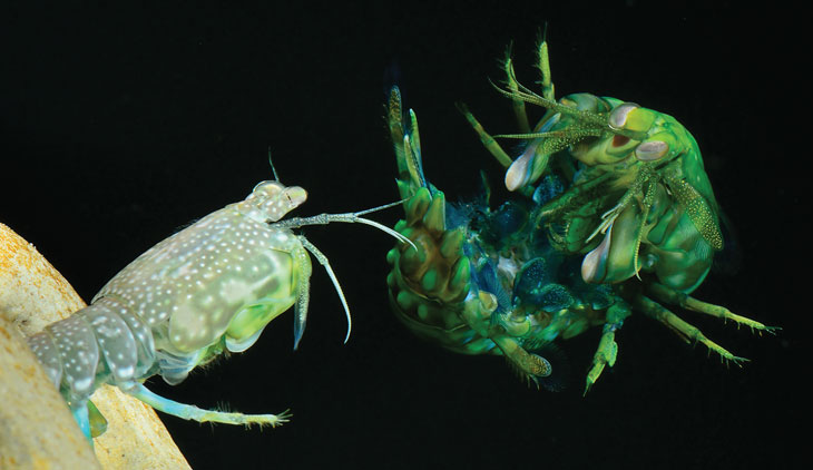 Caribbean rock mantis shrimp