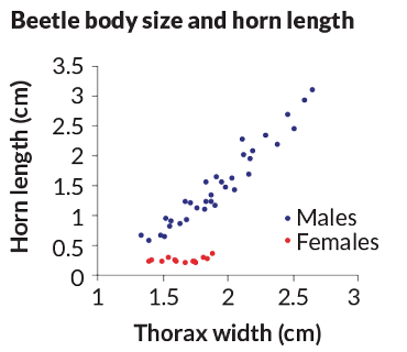 a graph of male Asian rhinoceros beetle body size and horn length compared to thorax width