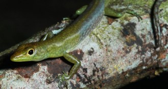 green blooded lizard