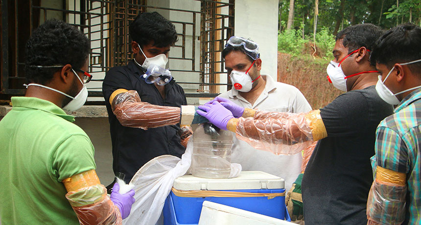 Nipah virus