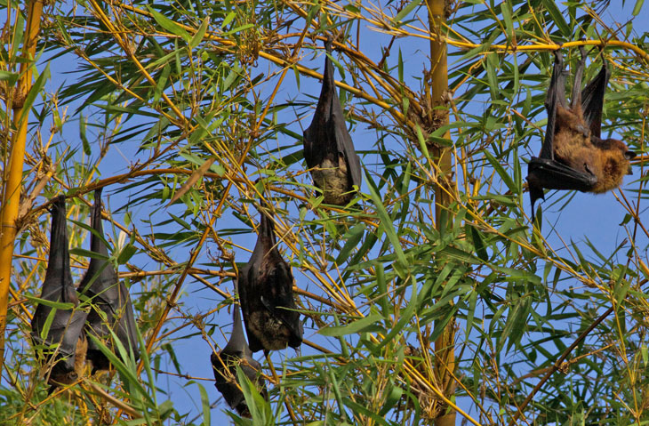 fruit bats