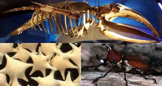 whale skeleton, formanifera skeletons, and a rhinoceros beetle exoskeleton