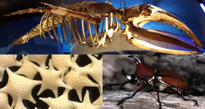 whale skeleton, formanifera skeletons, and a rhinoceros beetle exoskeleton