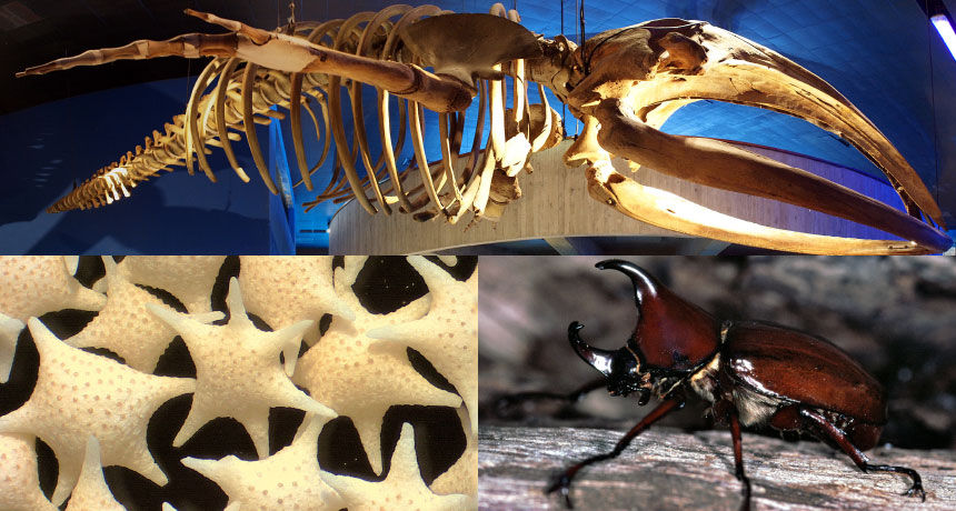 whale skeleton, formanifera skeletons, and a rhinoceros beetle exoskeleton