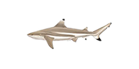 blacktip reef shark