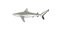 Gray reef shark
