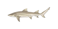 sharptooth lemon shark