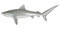 tiger shark