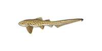 zebra shark