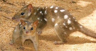 two northern quolls