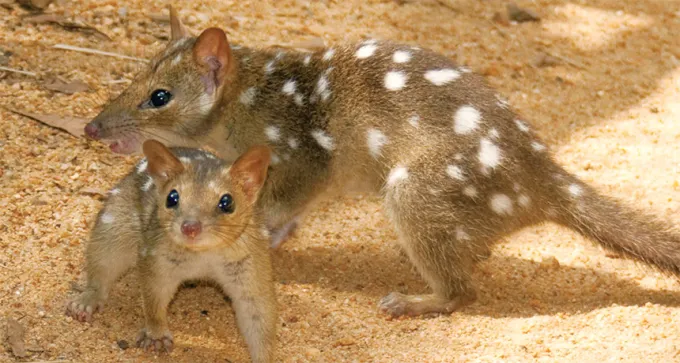two northern quolls