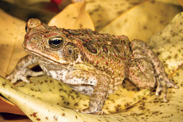 a cane toad