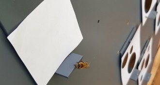 honeybee experiment