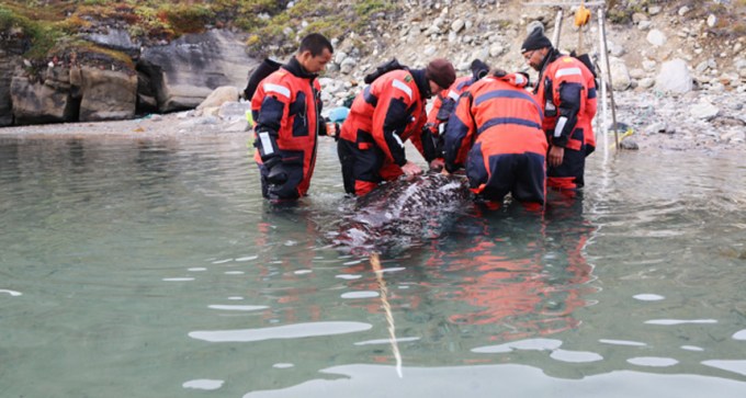 researchers with a narwhal
