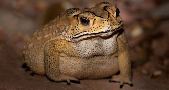 Asian common toad