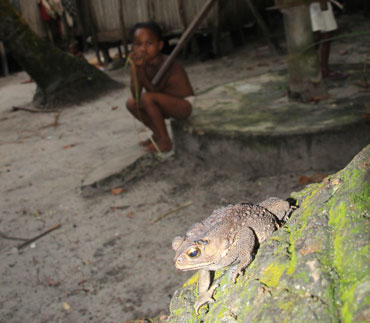Asian common toad in Madagascar village
