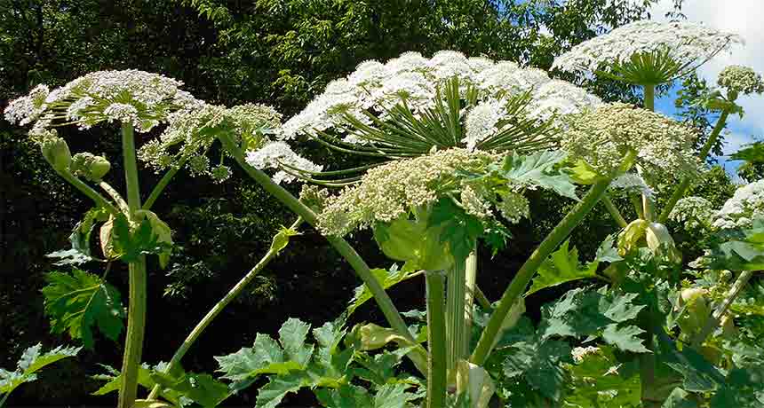 giant hogweed plant