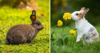 wild and domesticated rabbits