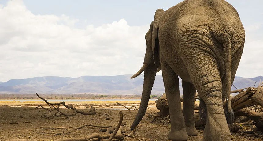 an African bull elephant