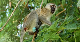 vervet monkey