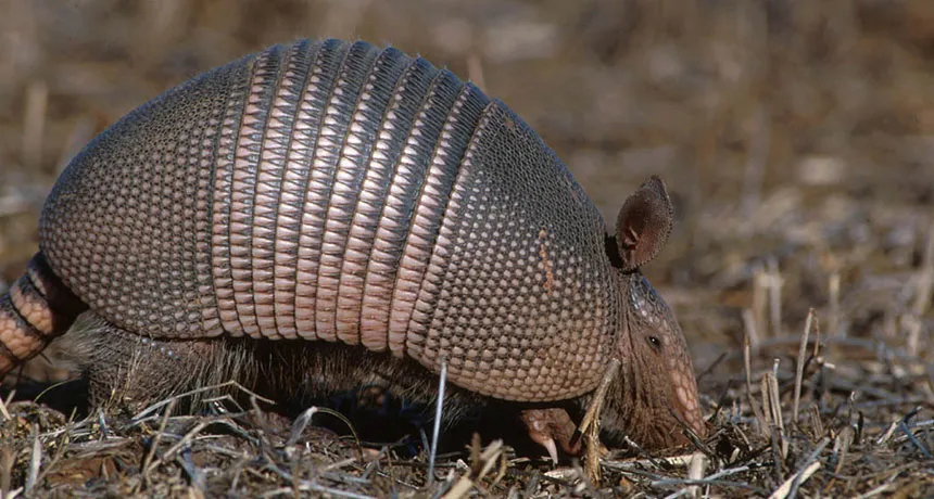 nine-banded armadillo