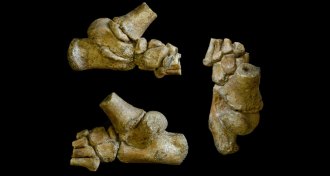 foot fossil