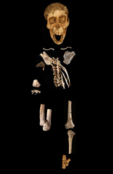 partial skeleton