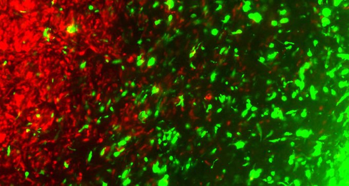 gene-edited cancer cells