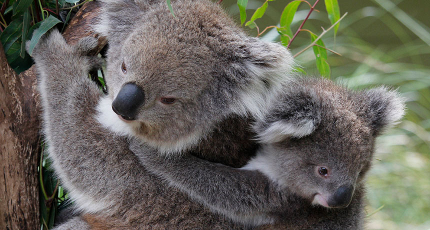 koalas