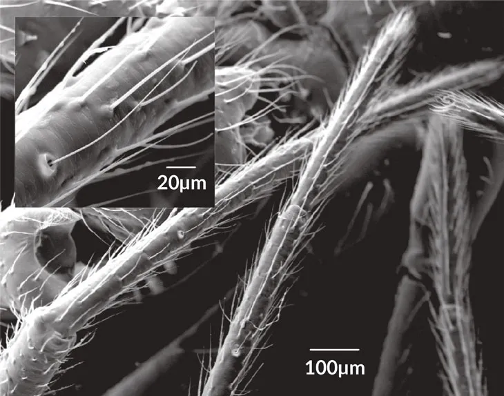 a scanning electron microscope image of the fine hairs on a spider leg