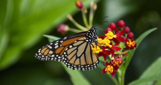 monarch butterfly on tropical milkweed