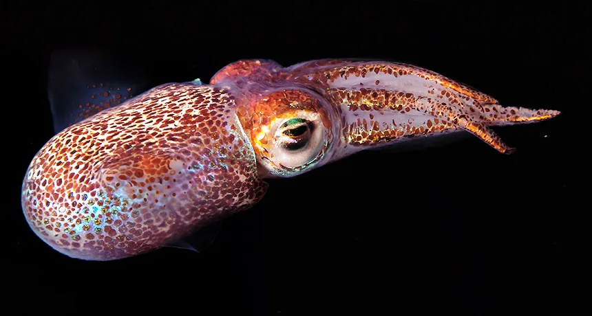 Hawaiian bobtail squid