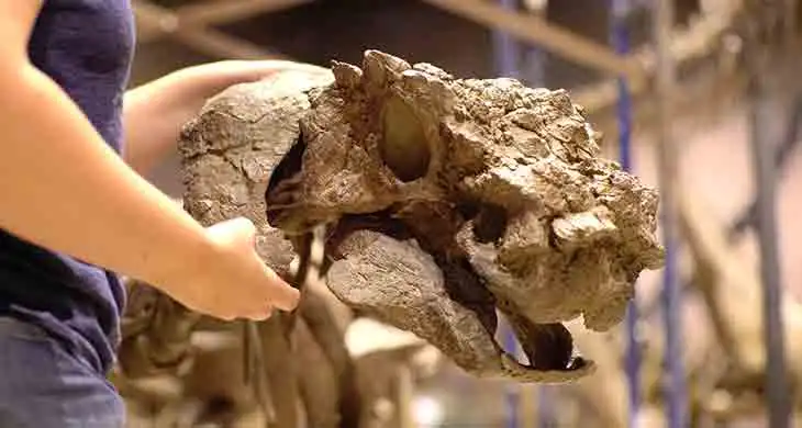 Akainacephalus johnsoni skull