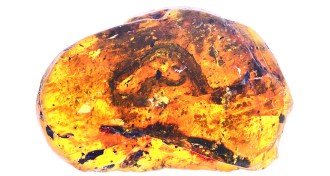 baby snake preserved in amber