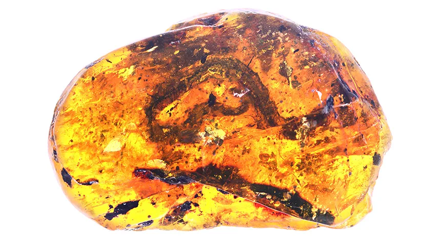 baby snake preserved in amber