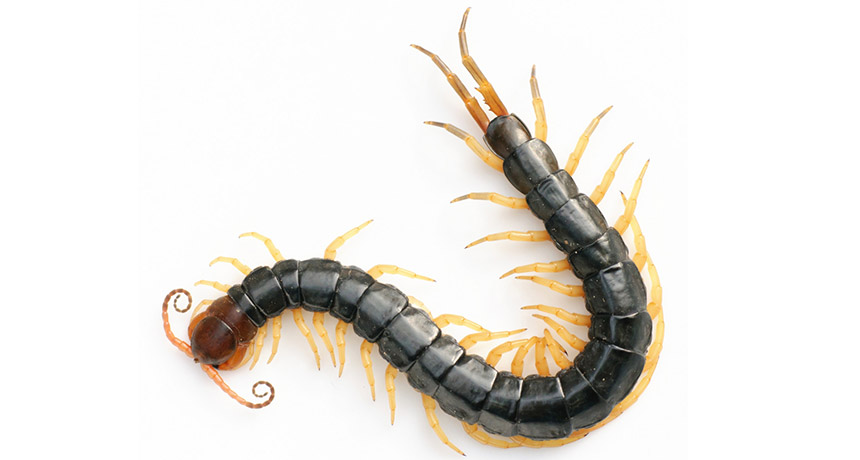 Chinese red-headed centipede