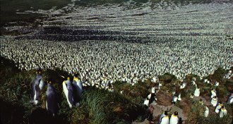 king penguins taken in 1982