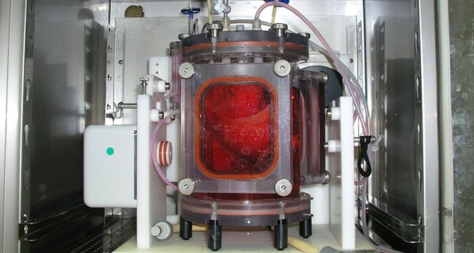 bioengineered lungs in a bioreactor tank